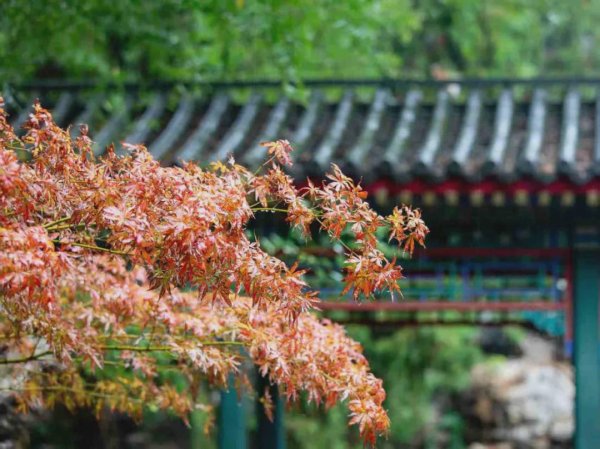 凯耀配资 北京明起小雨、大风、降温！本周末降温近10℃